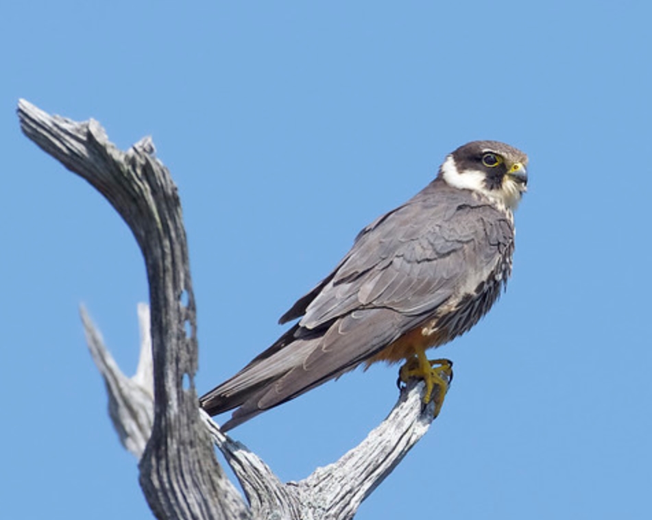  p>燕隼(学名: i>falco subbuteo /i>):是隼科,隼属的鸟类.