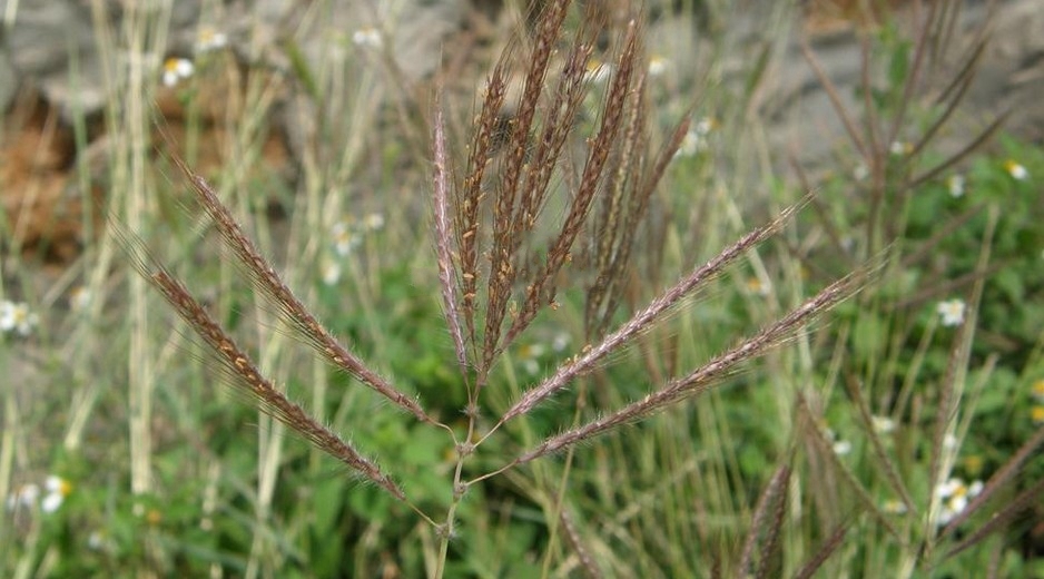  p>臭根子草(学名: i>bothriochloa bladhi /i> i>i /i> (retz.) s.