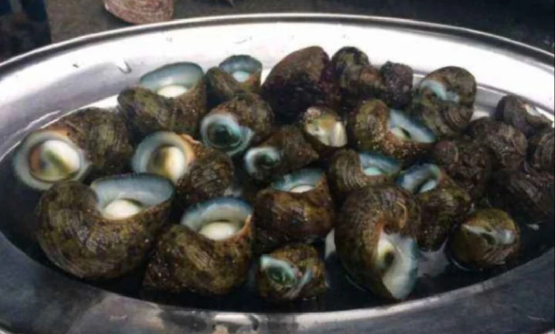  p data-id="ttgwnmrfcnti">牛眼螺也叫太阳螺,产于中国海南海南西部