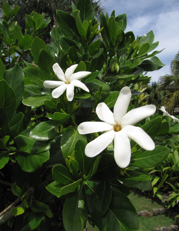 gardenia weissichii