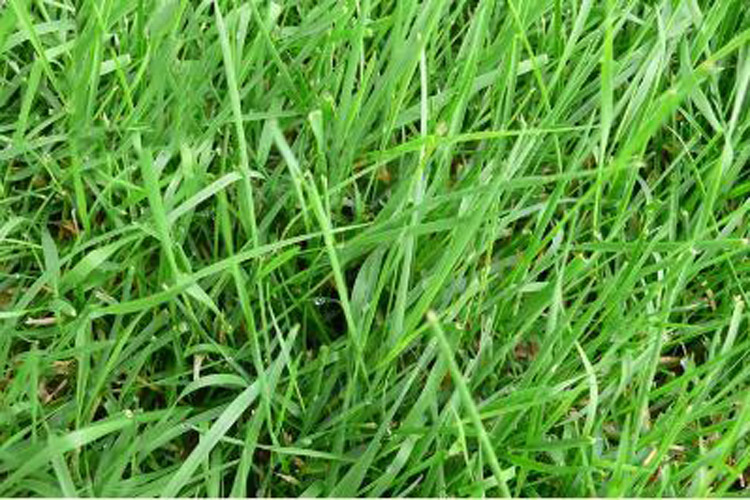  p data-id="tb6eb72is8ke">匍茎剪股颖是禾本科剪股颖属的多年生草本