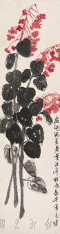 秋海棠