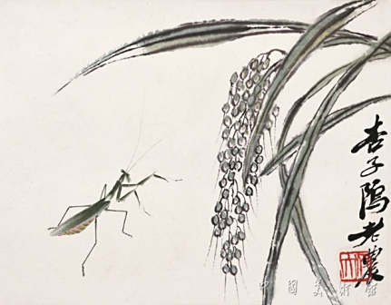 水稻螳螂