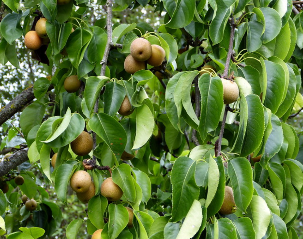  p>梨属(学名: i>pyrus /i> l.