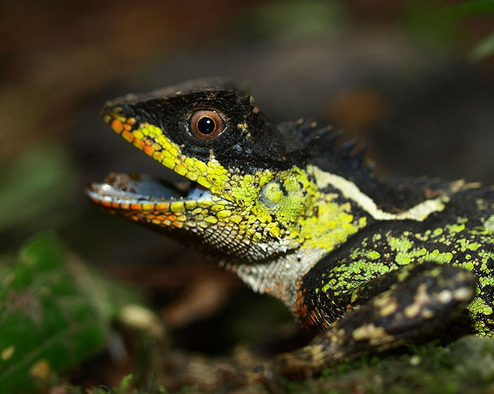  p>丽棘蜥(学名: i>acanthosaura lepidogaster /i>)是鬣蜥科,棘蜥属