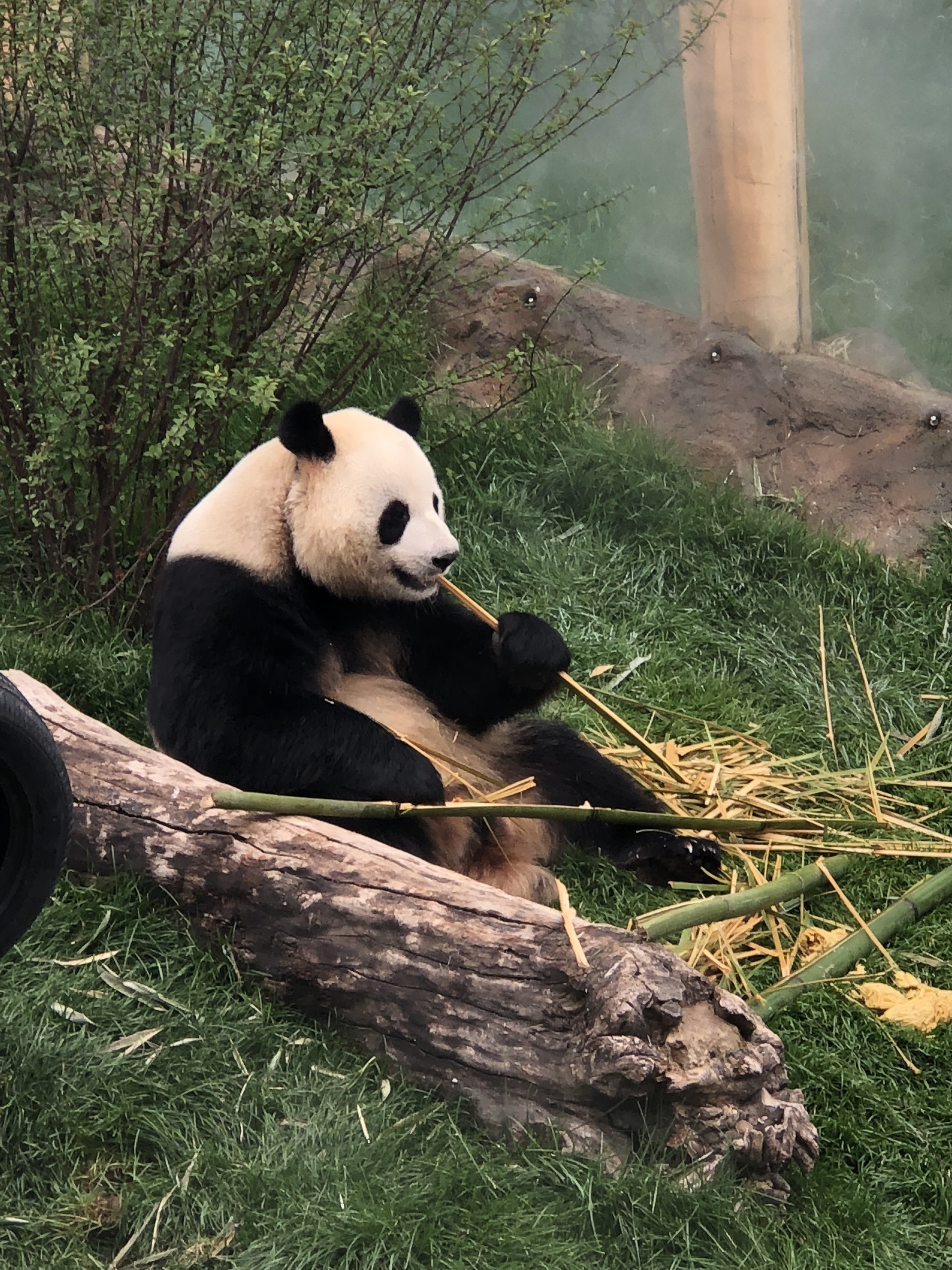  p data-id="tchdzbunl8ik">和兴,雄性大熊猫,谱系号875,2013年7月23