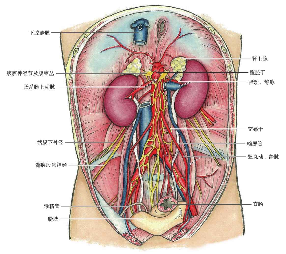腹后壁