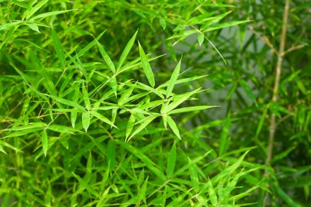 竹叶（竹亚科植物的叶）_百度百科
