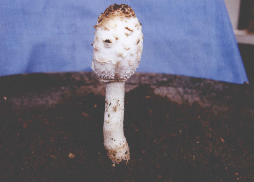  p>毛头鬼伞(学名: i>coprinus comatus /i>)是鬼伞科,鬼伞属 a