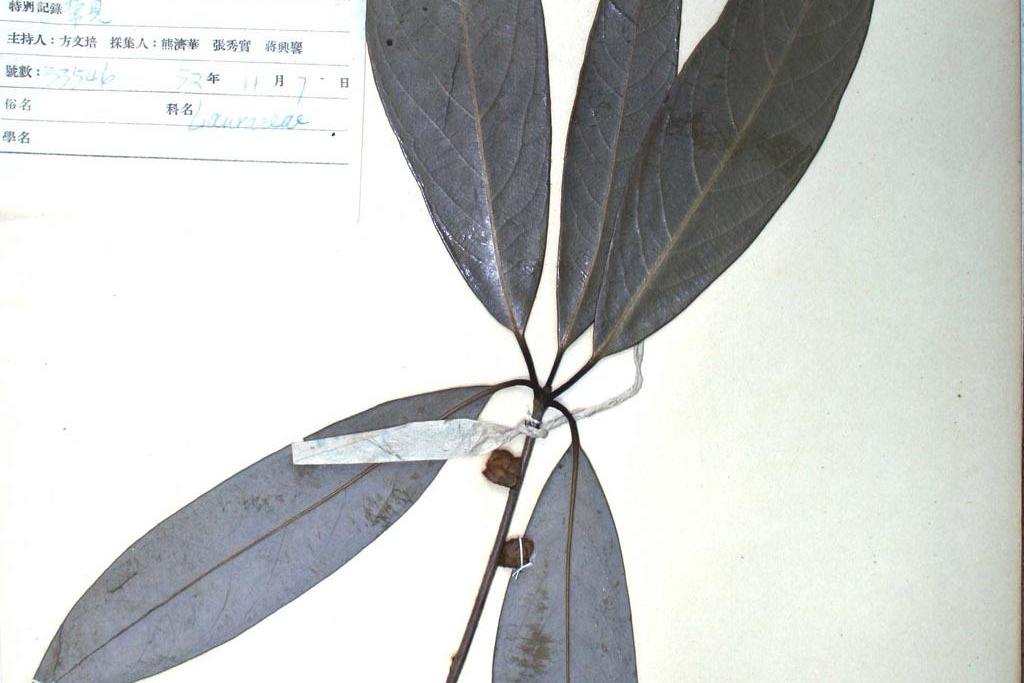 actinodaphne omeiensis (liou) c. k. allen