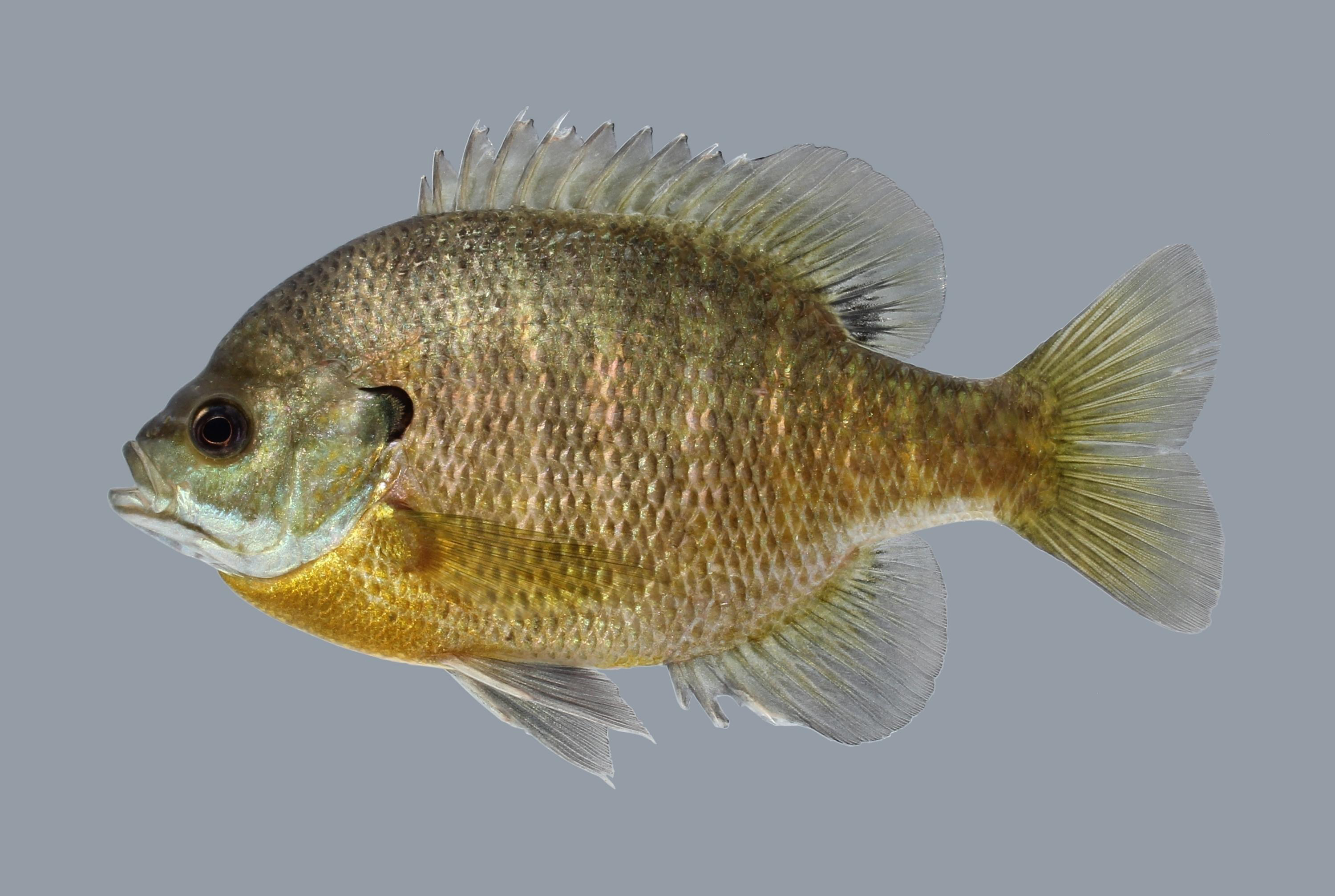  p>蓝鳃太阳鱼(学名: i>lepomis macrochirus /i>)是太阳鱼科,太阳鱼