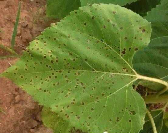 向日葵黑斑病是由向日葵链格孢引起,发生在向日葵上的病害