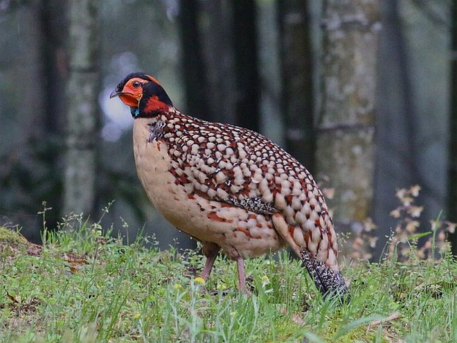  p>黄腹角雉(学名: i>tragopan caboti /i>):是鸟纲,雉科中国特产的一