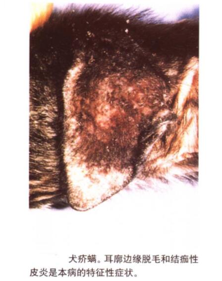 犬疥螨病