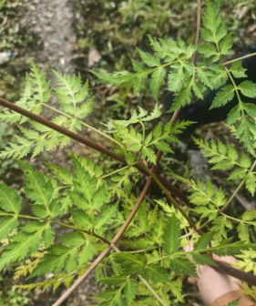 升麻（毛茛科升麻属植物）_百度百科