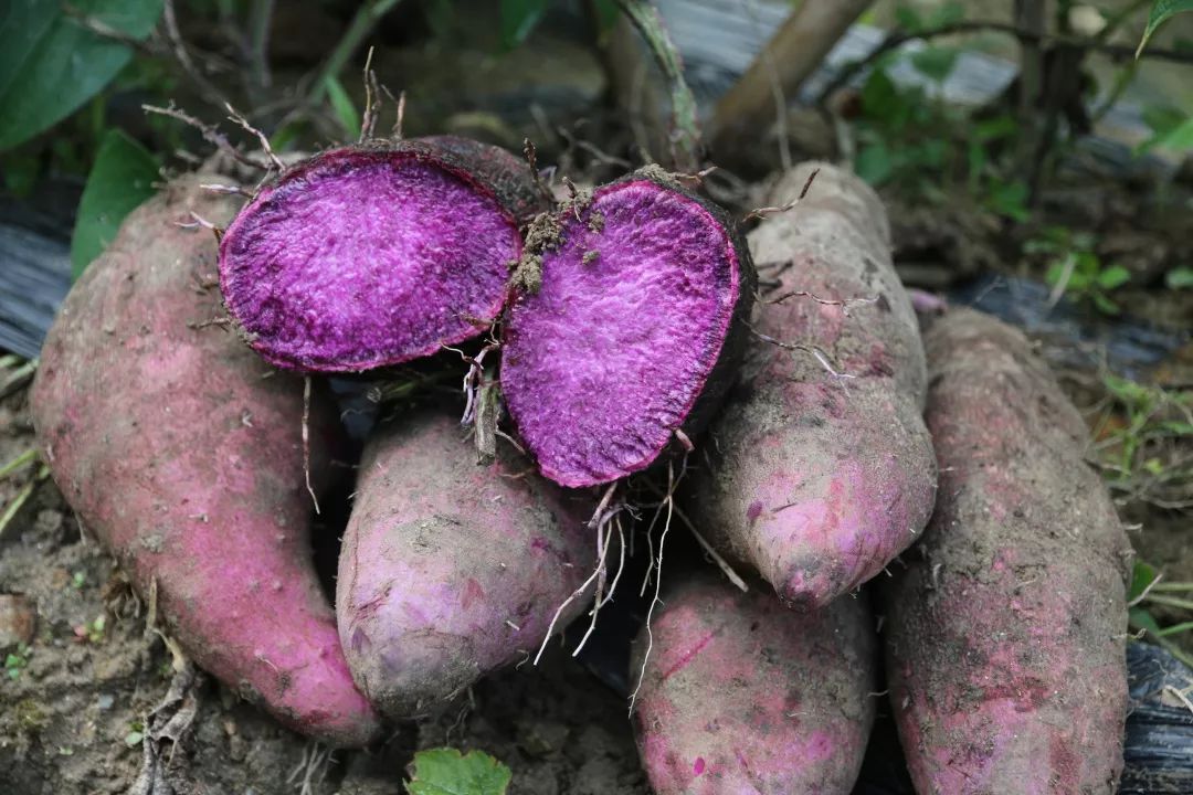 紫山药