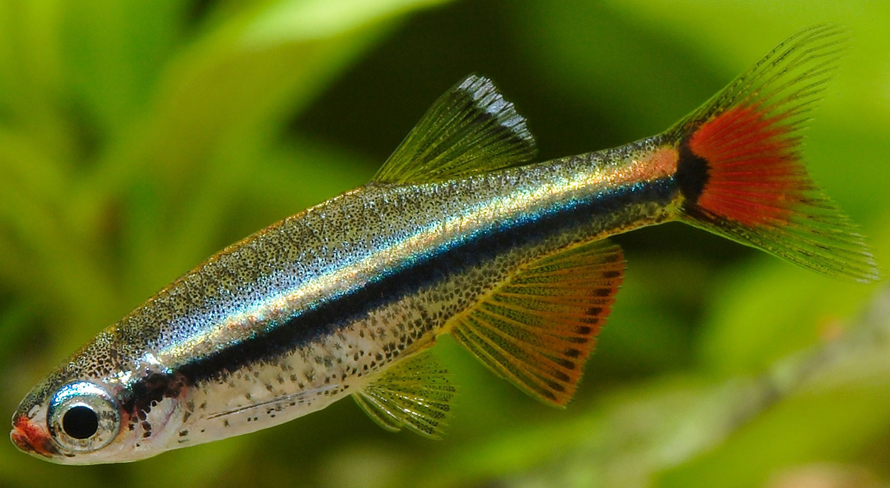 tanichthys albonubes