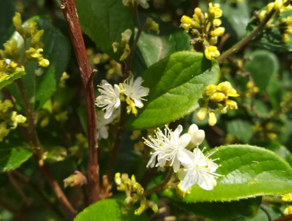 白檀是佛教里说到的檀香木吗 百科ta说