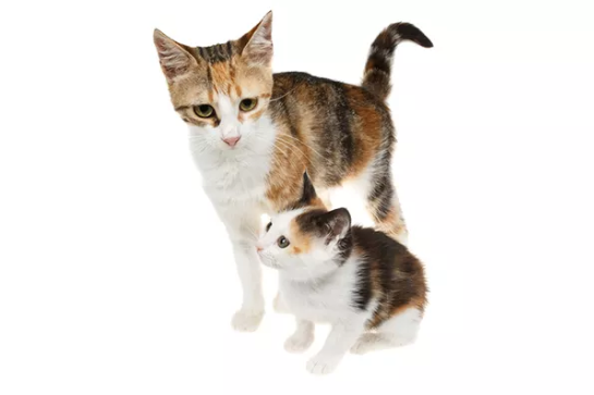 迷人又可爱的三花猫你知道多少呢？_百科TA说