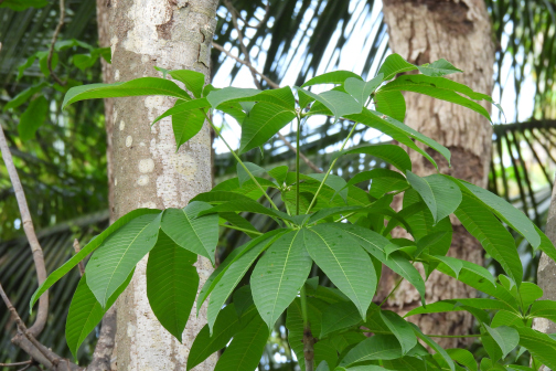 七叶树（无患子科七叶树属的一种植物）_百度百科