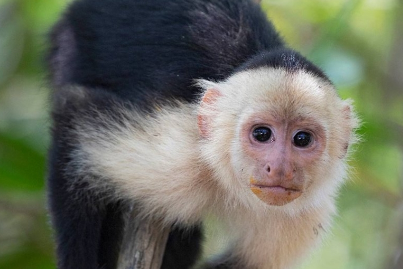 巴拿马卷尾猴