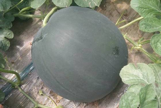  p>黑金二型是 a target="_blank" href="/item/西瓜属/3326647" data