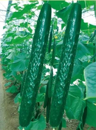  p>津优406是 a target="_blank" href="/item/黄瓜属/3326544" data