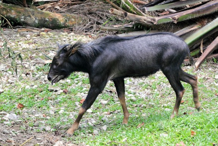  i>capricornis sumatraensis /i>),是偶蹄目,牛科,鬣羚属的哺乳动物