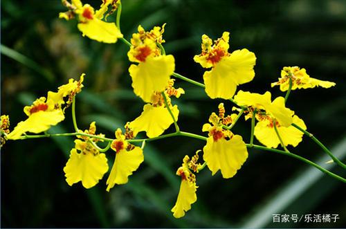 金蝶般跳舞兰 吉祥文心兰花 新手家庭养护需要如何做 百科ta说