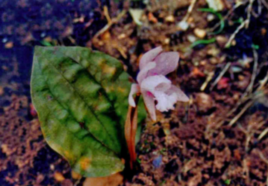 独花兰（兰科独花兰属植物）_百度百科