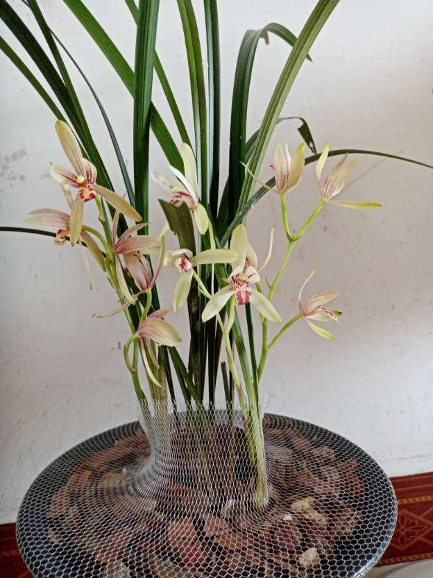 兰花根系长得壮，才能长得旺盛，5个养根秘诀要记牢_百科TA说