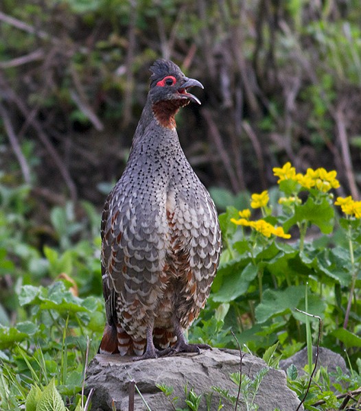  p>红喉雉鹑(学名: i>tetraophasis obscurus /i>):是雉科,雉鹑属的 a