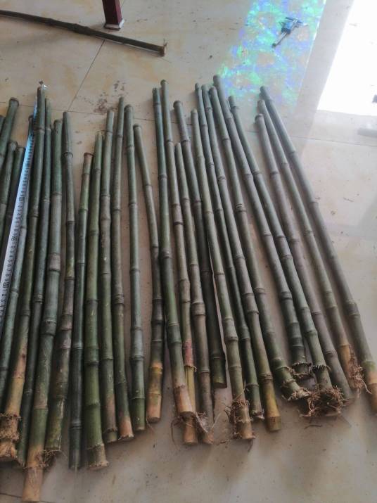 花秆实心竹_百度百科