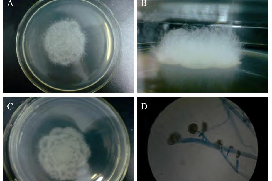 data-id="gnf8gze4ct">犁头霉属(absidia),真菌界,真菌门,接合菌亚门