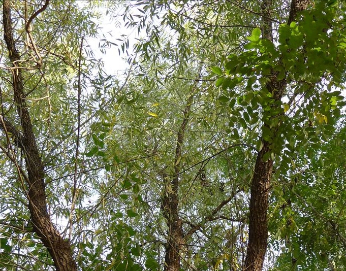  p>白皮柳(学名: i>salix pierotii  /i>miq.