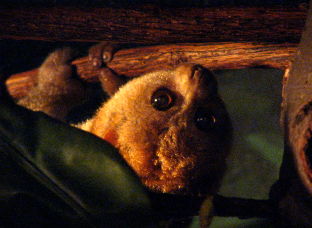  p>树熊猴属(学名: i>perodicticus /i>):是哺乳纲,灵长目,懒猴科的一