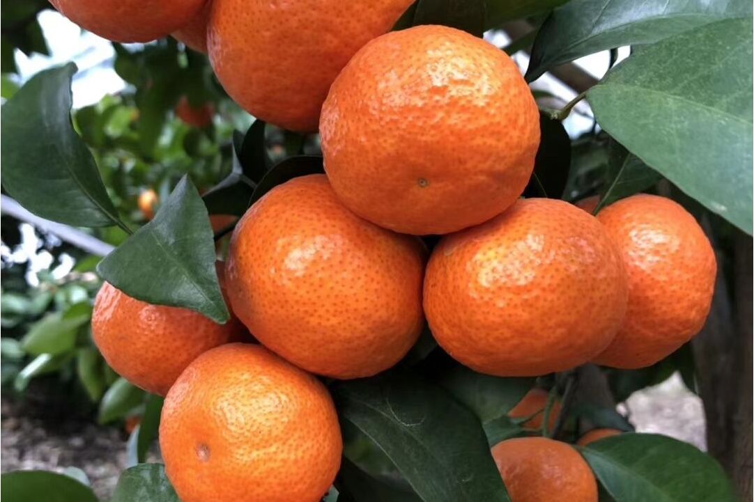  p>中柑所5号是一种植物.宽皮橘.鲜食.树姿直立,树形开张,树势中庸.