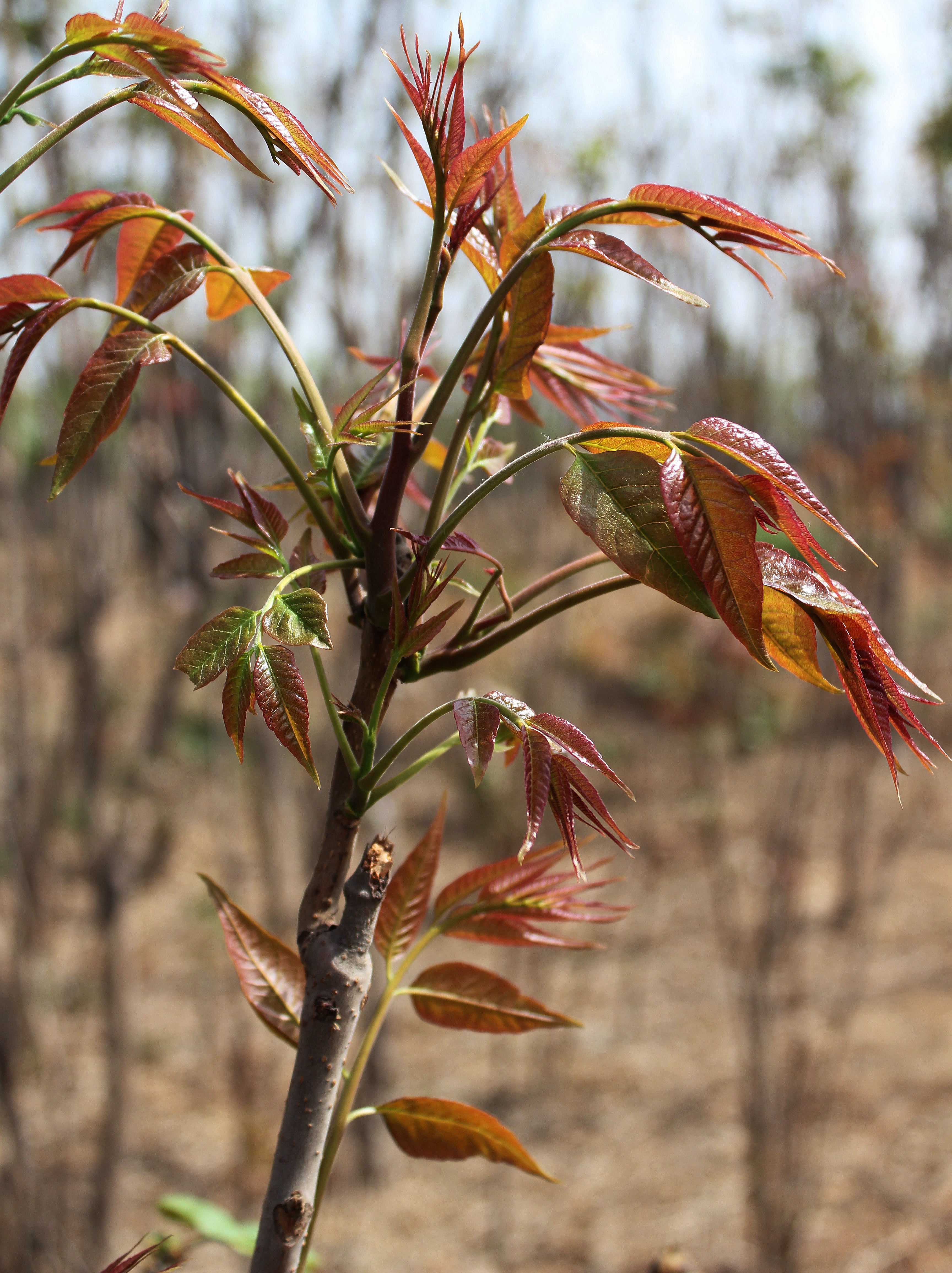 红芽香椿
