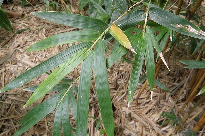  p>沙罗单竹(学名: i>schizostachyum funghomii /i> mcclure)是禾本