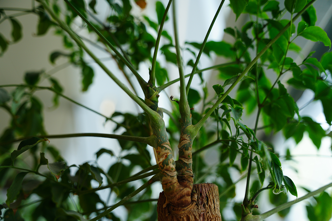 seem.),是五加科幌伞枫属的常绿乔木植物.