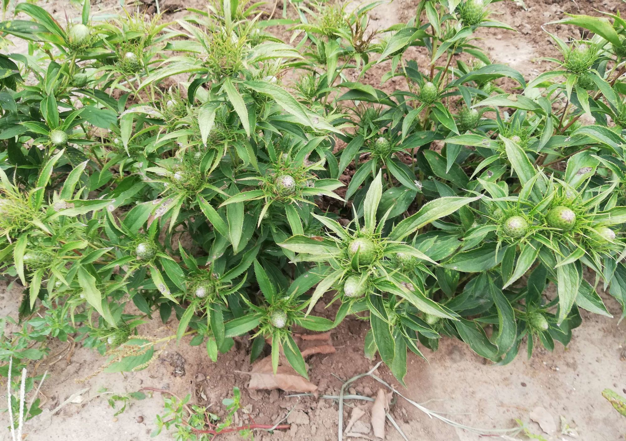 苍术