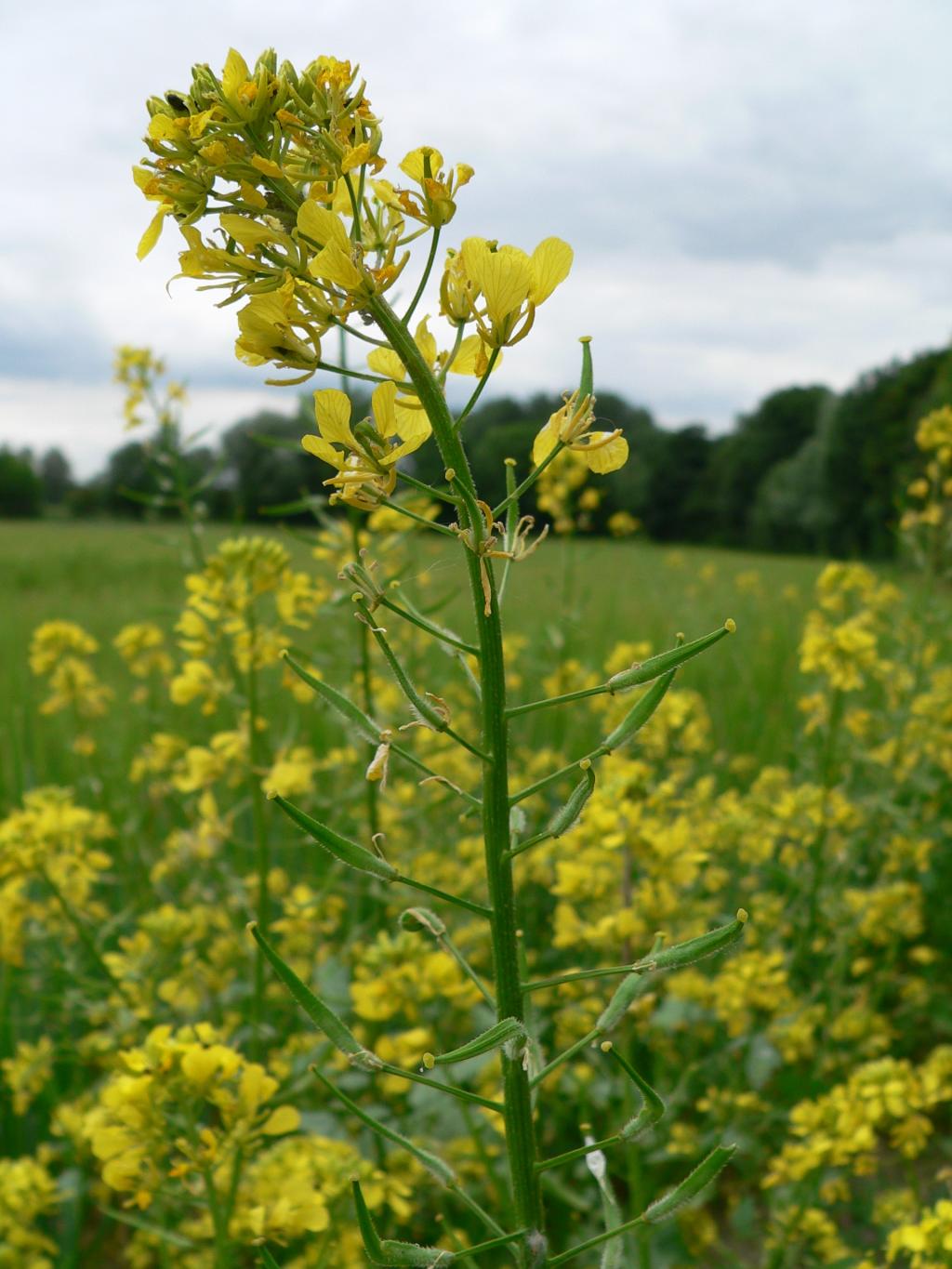 是十字花科,白芥属 a target="_blank" href="/item/植物/142914"