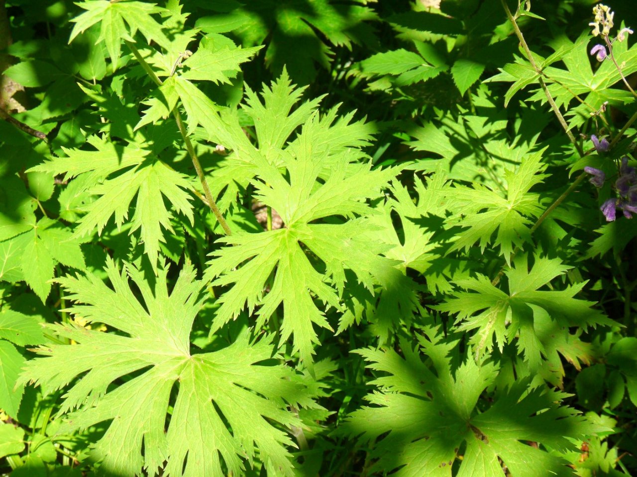 紫花高乌头_百度百科
