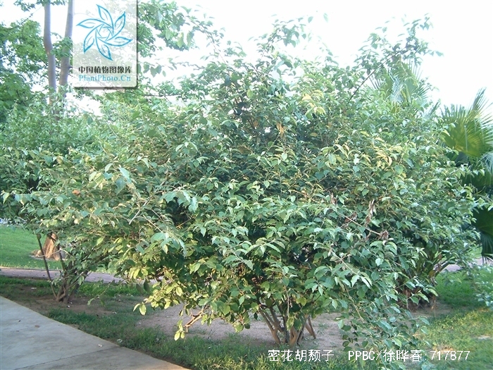 是 a href="#" data-lemmaid="2544066">胡颓子科 /a>,胡颓子属常绿