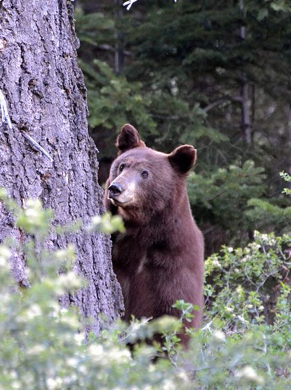 加利福利亚黑熊