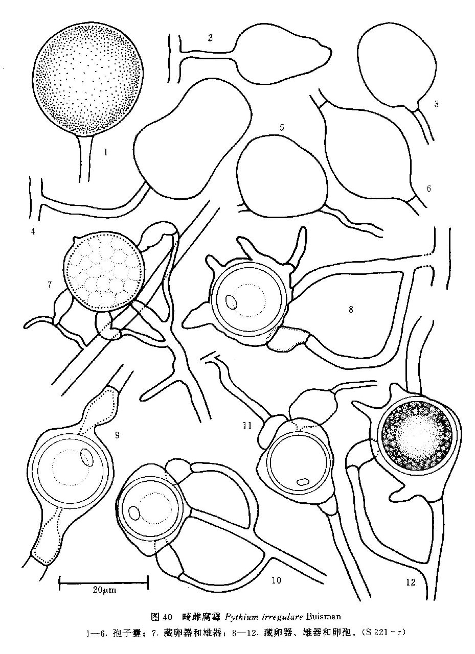 p>中 文 名 畸雌腐霉 /p> p>菌落在cma上呈放射状, a target="_blank