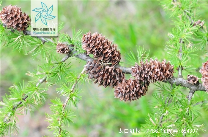  p>太白红杉( i>larix chinensis  /i>beissn),松科(pinaceae)落叶松