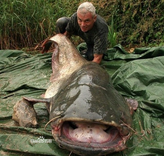  p>杰里米·瓦德(jeremy wade),1956年3月23日出生于英国,是一名生物