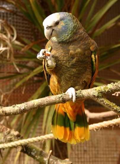 圣文森亚马逊鹦鹉