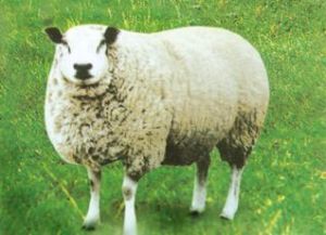 青海高原半细毛羊